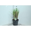 Cortaderia selloana Pumila