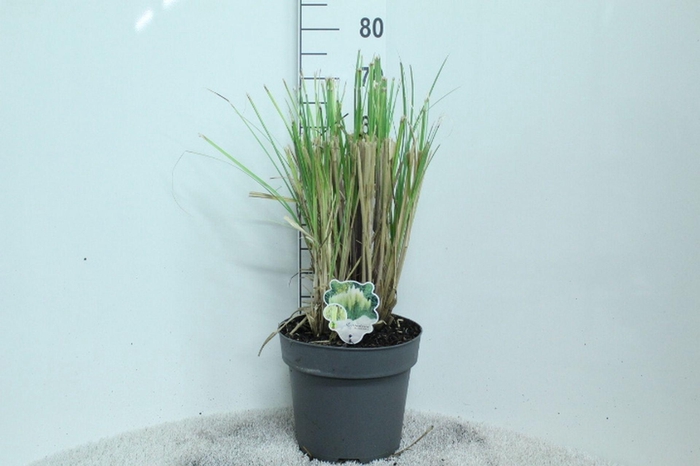 Cortaderia selloana Pumila