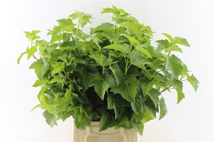 <h4>Cassis Blad</h4>