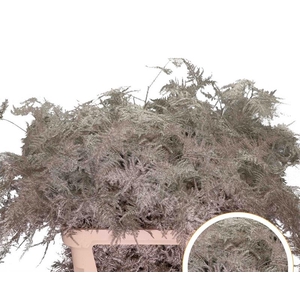 Asparagus L.Getopt Platina X50