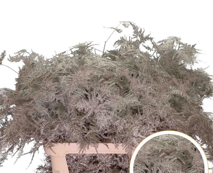 <h4>Asparagus L.Getopt Platina X50</h4>