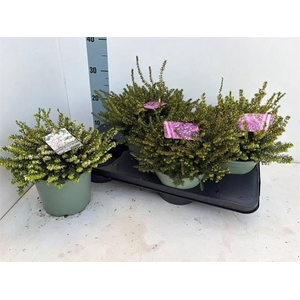 Erica Da Gemengd