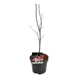 Acer pal. 'Bloodgood'