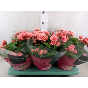 Begonia elat. DU 'Borias'