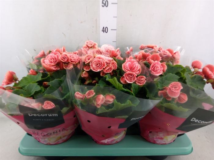 <h4>Begonia elat. DU 'Borias'</h4>