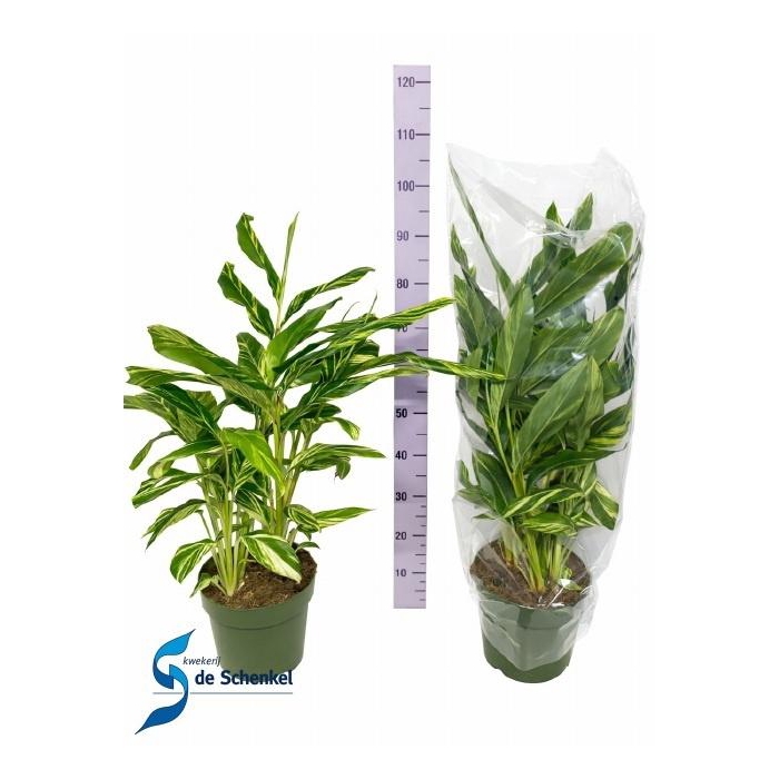 <h4>ALPINIA VARIEGATA</h4>