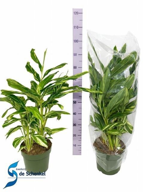 <h4>ALPINIA VARIEGATA</h4>