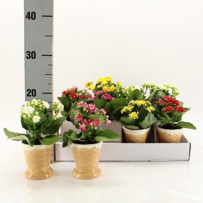 <h4>ARR KALANCHOE</h4>