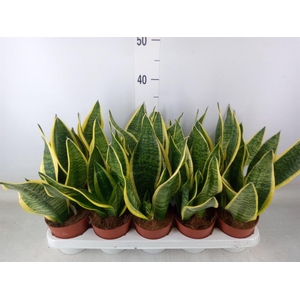 Sansevieria trifa. 'Futura Superba'