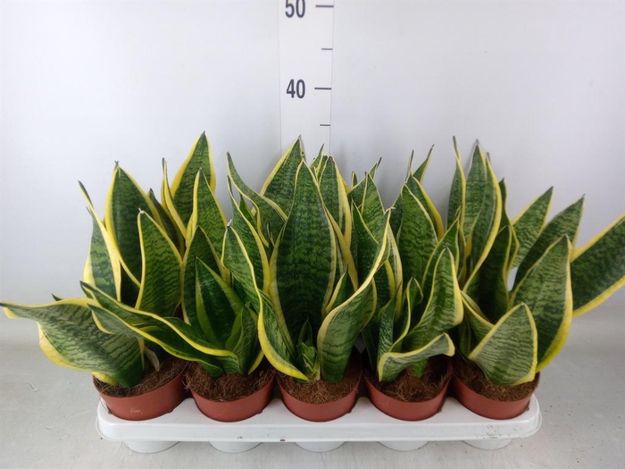 <h4>Sansevieria trifa. 'Futura Superba'</h4>
