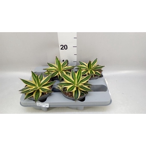 Agave lophantha 'Quadricolor'