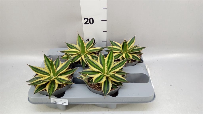 <h4>Agave lophantha 'Quadricolor'</h4>