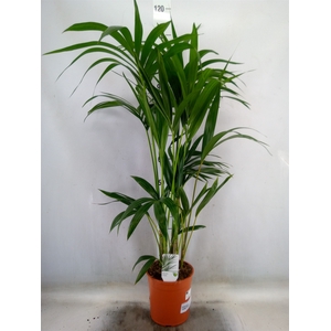 Howea forsteriana