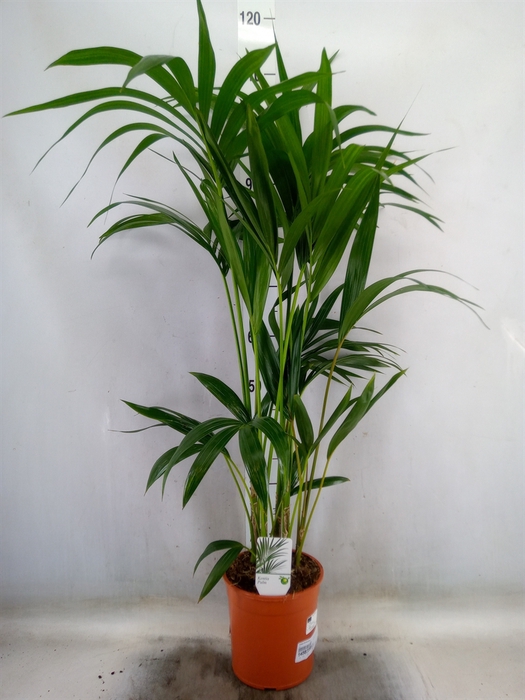 <h4>Howea forsteriana</h4>