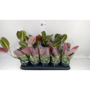Maranta leuc. 'Fascinator'