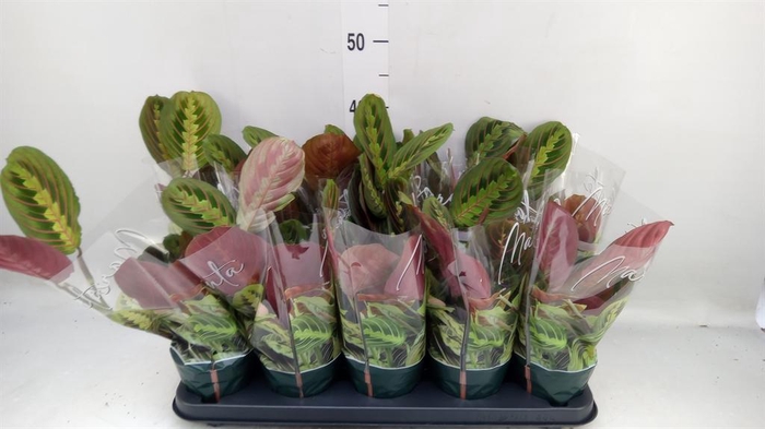 <h4>Maranta leuc. 'Fascinator'</h4>
