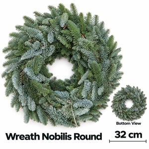 ABIES NOBILIS BLAUW