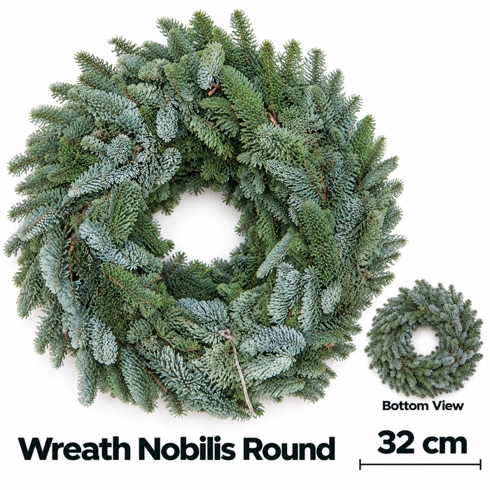 <h4>ABIES NOBILIS BLAUW</h4>