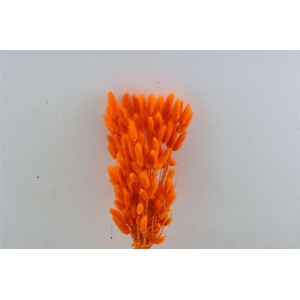 Dried Lagurus X5 Bl Orange Bunch