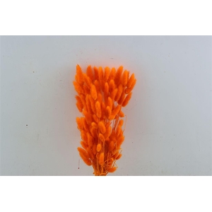 Dried Lagurus X5 Bl Orange Bunch