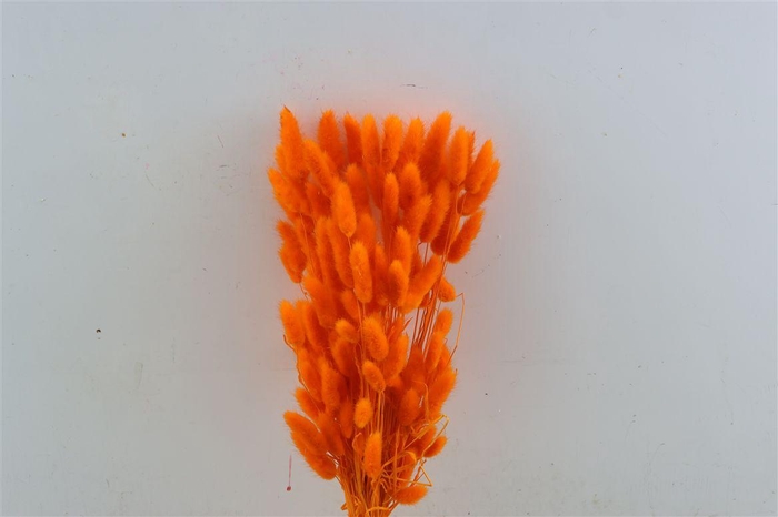 Dried Lagurus X5 Bl Orange Bunch