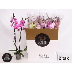 PHAL GEM 10 KL