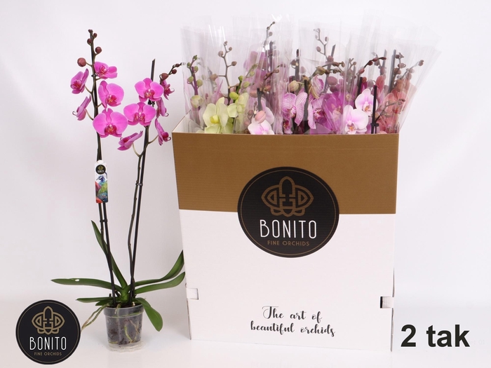 <h4>PHAL GEM 10 KL</h4>