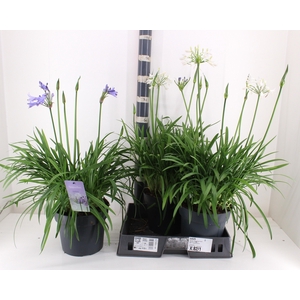 AGAPA SU LO D GEM PT