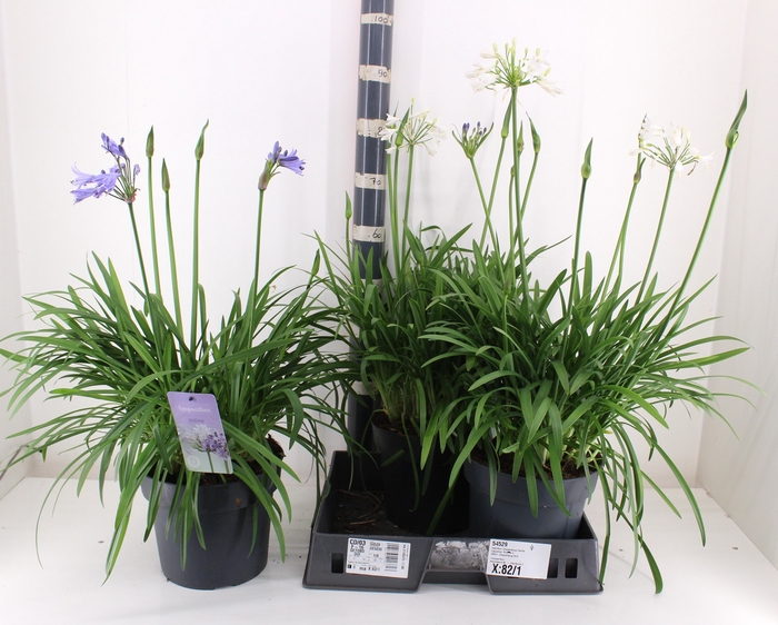 <h4>AGAPA SU LO D GEM PT</h4>