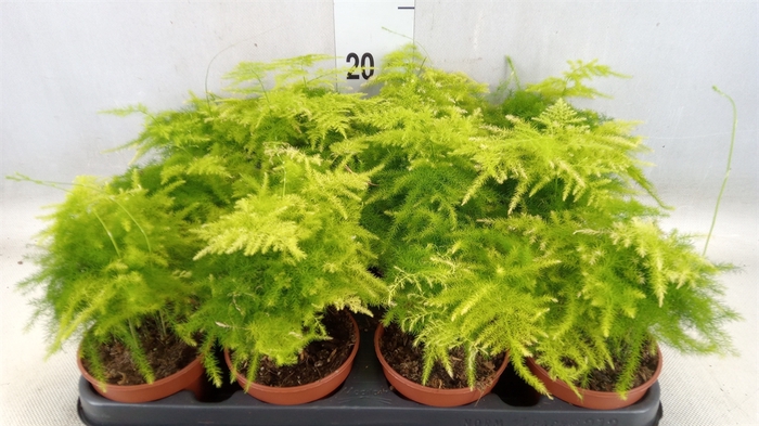 <h4>Asparagus setaceus</h4>