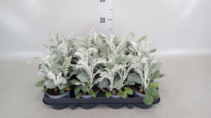 <h4>Jacobaea maritima</h4>