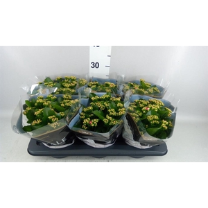 Kalanchoe blos. 'RosDon Nando'