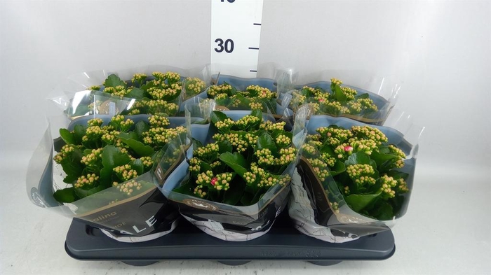 <h4>Kalanchoe blos. 'RosDon Nando'</h4>