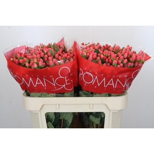 Hypericum Sweet Romance