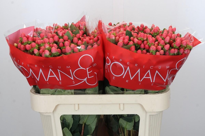 Hypericum Sweet Romance