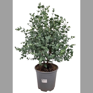EUCAL GUNNII
