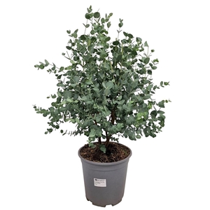 EUCAL GUNNII