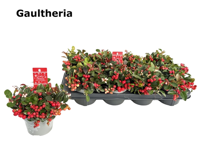 <h4>GAULTH PR BIG BERRY</h4>