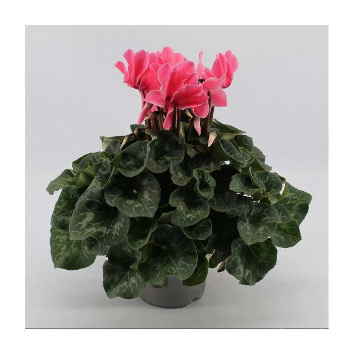 <h4>Cyclaam Light Pink</h4>