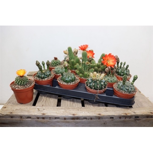 Cactus Bloeiend Gem