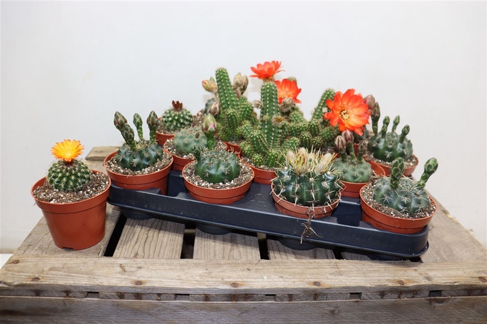 <h4>Cactus Bloeiend Gem</h4>