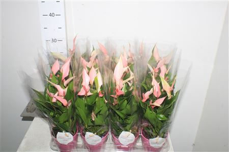 <h4>Anthu Lilli 5+</h4>