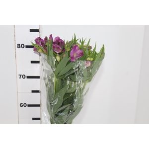 ALSTROEMERIA PLATINA 080 CM