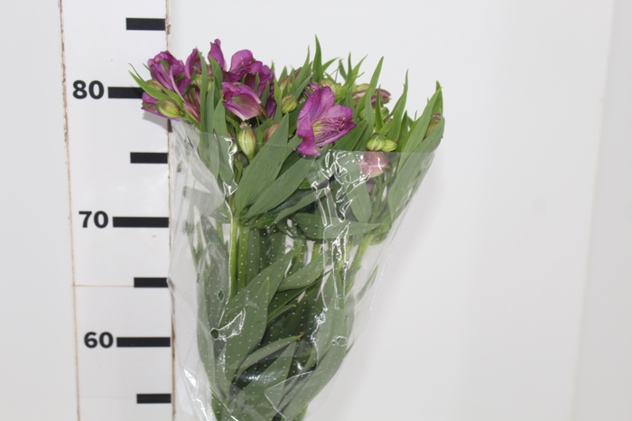 <h4>ALSTROEMERIA PLATINA 080 CM</h4>