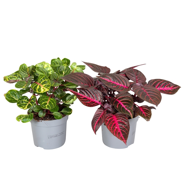 <h4>Iresine Herbstii 13cm Mix 2 kleuren</h4>