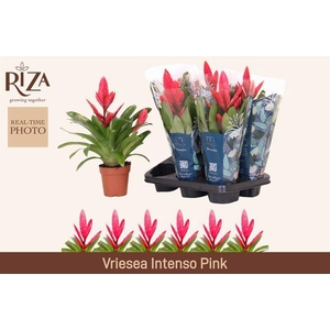 VRIES INTENSO PINK