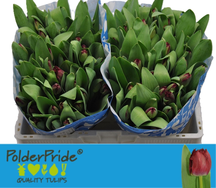 <h4>TU FR BEYONCE</h4>