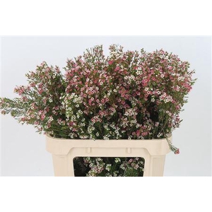 Chamelauc My Sweet 16