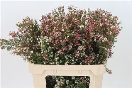 <h4>Chamelauc My Sweet 16</h4>