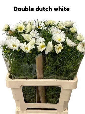 <h4>COSMOS BIPINNATUS</h4>
